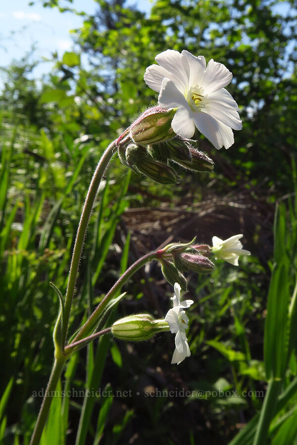 bladder campion (Silene latifolia) [BPA powerline road, Skamania County, Washington]