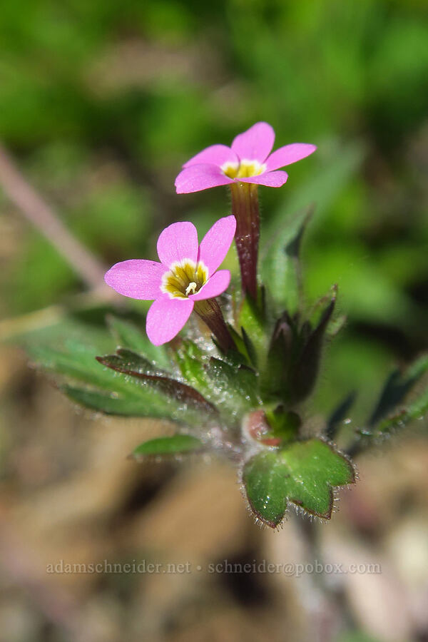 variable-leaf collomia (Collomia heterophylla) [BPA powerline road, Skamania County, Washington]