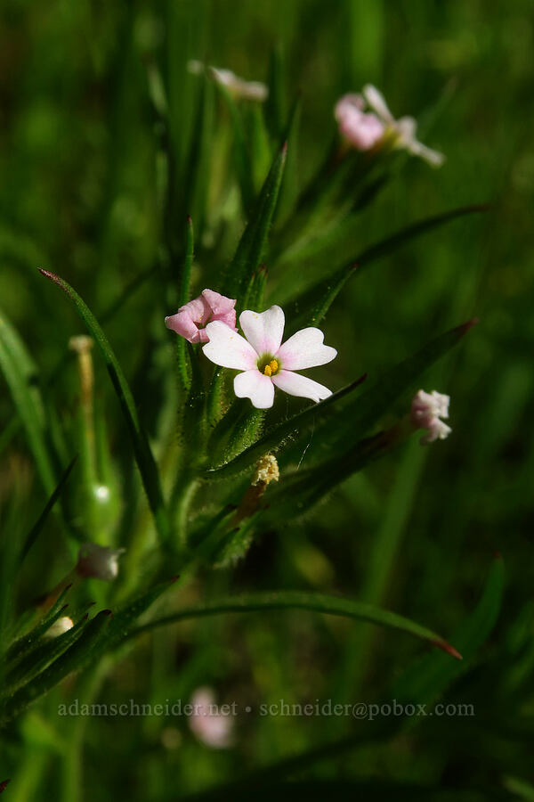 slender phlox (Microsteris gracilis (Phlox gracilis)) [BPA powerline road, Skamania County, Washington]