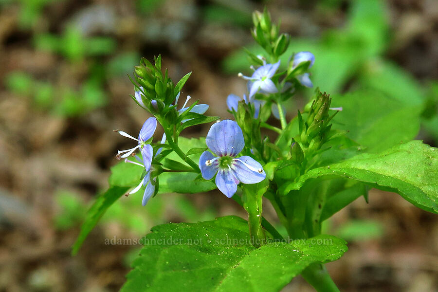 American speedwell (Veronica americana) [BPA powerline road, Skamania County, Washington]
