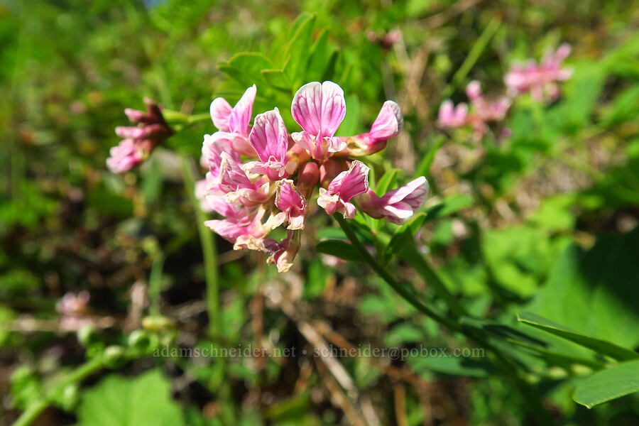 rosy bird's-foot trefoil (Hosackia rosea (Lotus aboriginus)) [BPA powerline road, Skamania County, Washington]