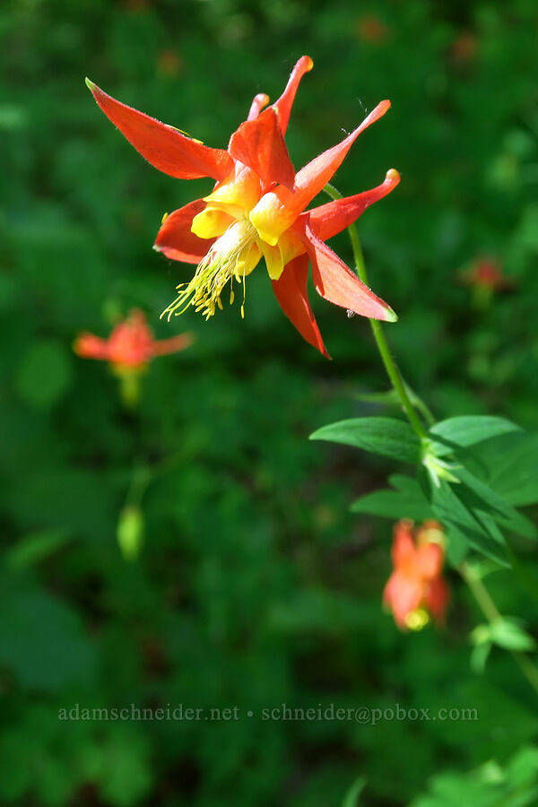western columbine (Aquilegia formosa) [BPA powerline road, Yacolt Burn State Forest, Skamania County, Washington]