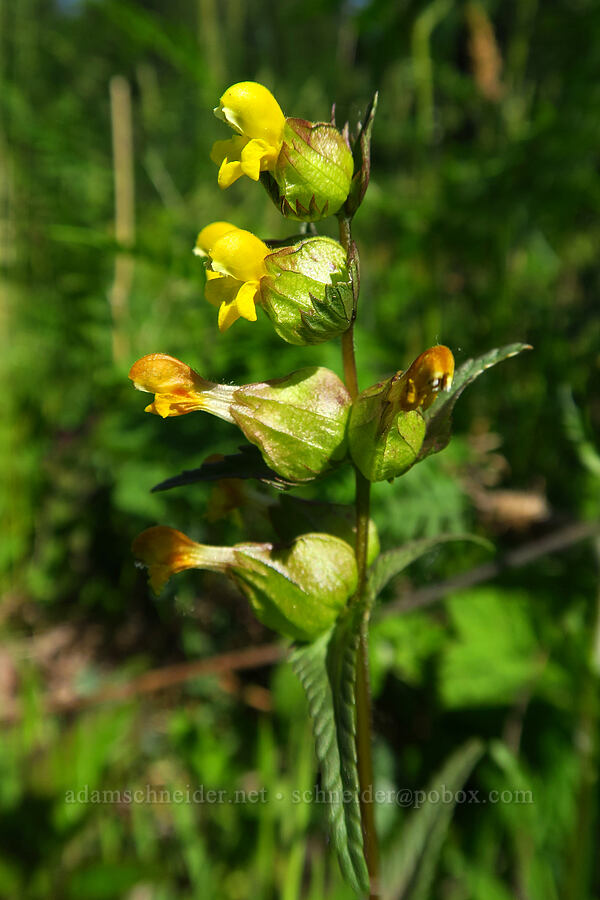 yellow rattle (Rhinanthus groenlandicus (Rhinanthus minor ssp. groenlandicus)) [BPA powerline road, Yacolt Burn State Forest, Skamania County, Washington]