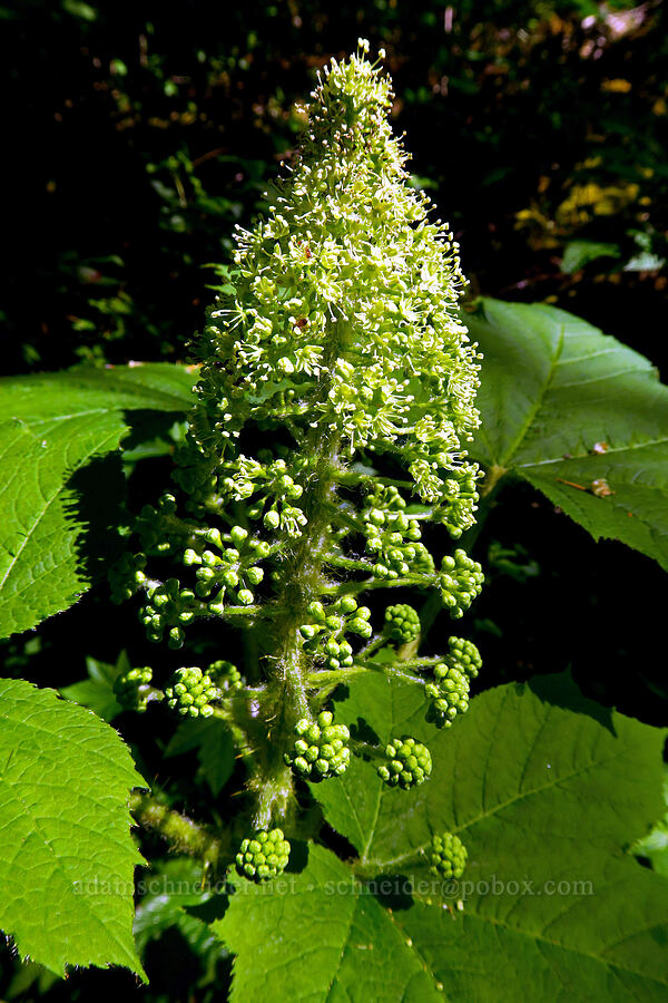 devil's club flowers (Oplopanax horridus) [BPA powerline road, Columbia Falls Natural Area Preserve, Skamania County, Washington]