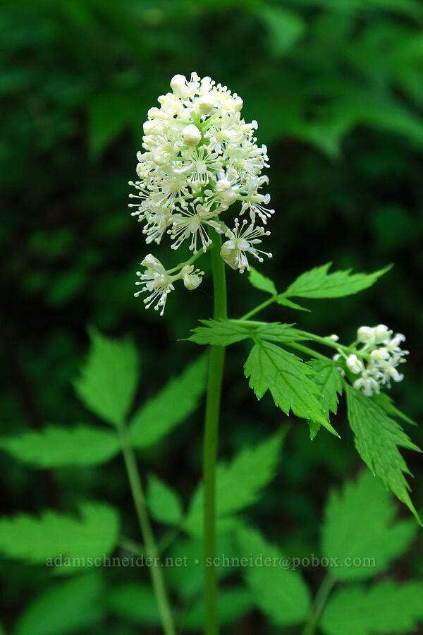 baneberry flowers (Actaea rubra) [Archer Mountain, Columbia Falls Natural Area Preserve, Skamania County, Washington]