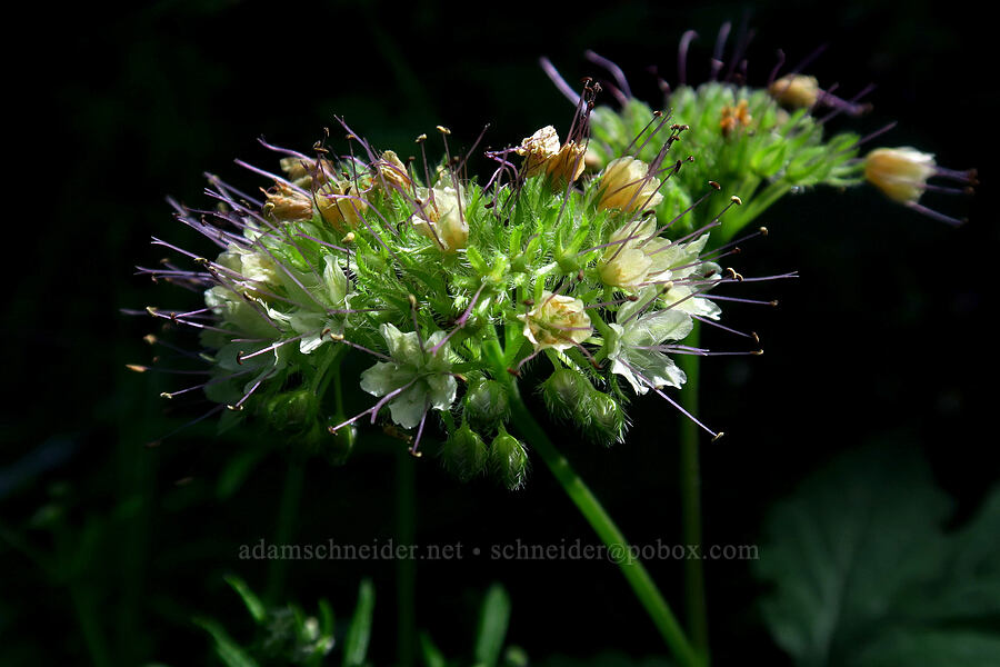Pacific waterleaf (Hydrophyllum tenuipes) [Archer Mountain, Gifford Pinchot National Forest, Skamania County, Washington]