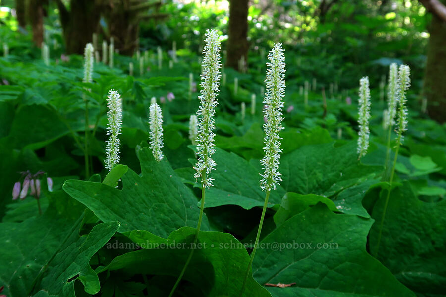 vanilla-leaf (Achlys triphylla) [Archer Mountain, Gifford Pinchot National Forest, Skamania County, Washington]