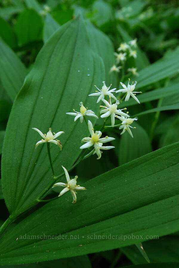 starry false Solomon's-seal (Maianthemum stellatum (Smilacina stellata)) [Archer Mountain, Gifford Pinchot National Forest, Skamania County, Washington]
