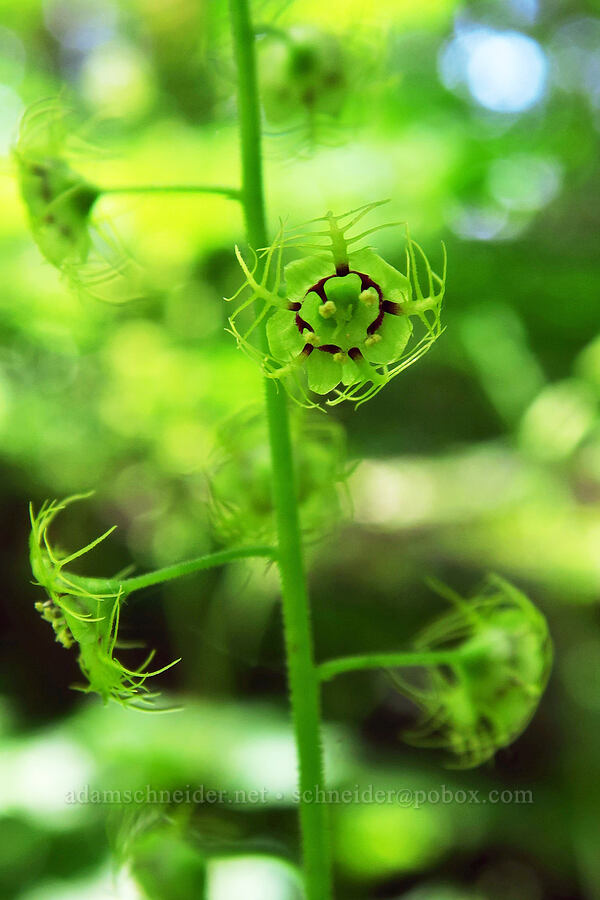 leafy-stem mitrewort (Mitellastrum caulescens (Mitella caulescens)) [Archer Mountain, Gifford Pinchot National Forest, Skamania County, Washington]