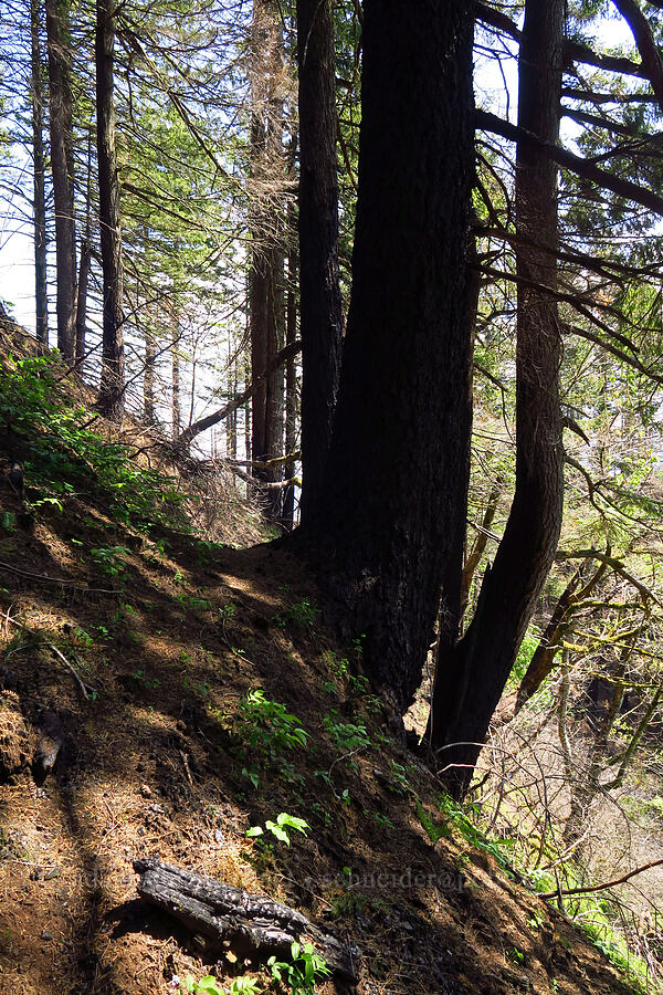 charred hillside [Archer Mountain, Gifford Pinchot National Forest, Skamania County, Washington]