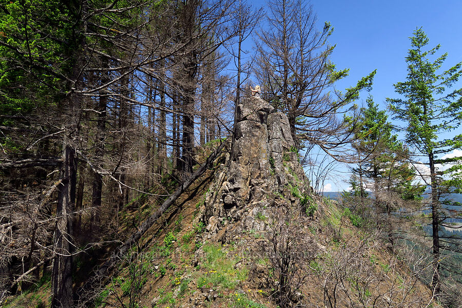 viewpoint [Archer Mountain, Gifford Pinchot National Forest, Skamania County, Washington]
