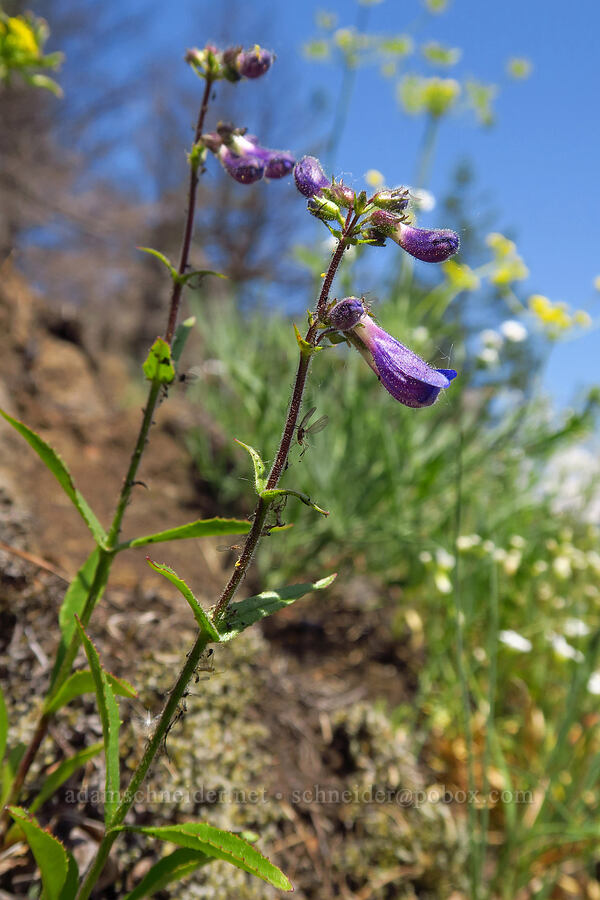 penstemon (Penstemon sp.) [Arrow Point, Gifford Pinchot National Forest, Skamania County, Washington]
