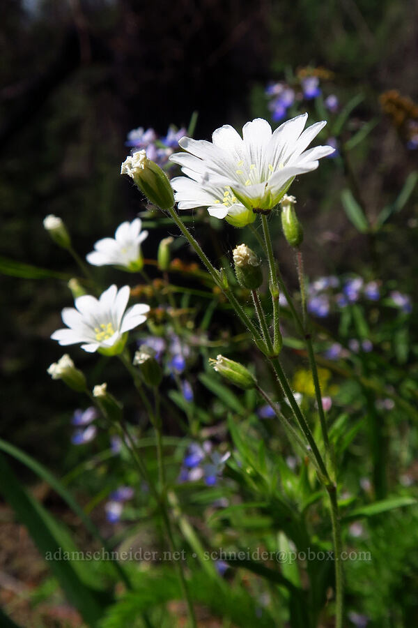 chickweed (Cerastium arvense) [Arrow Point, Gifford Pinchot National Forest, Skamania County, Washington]