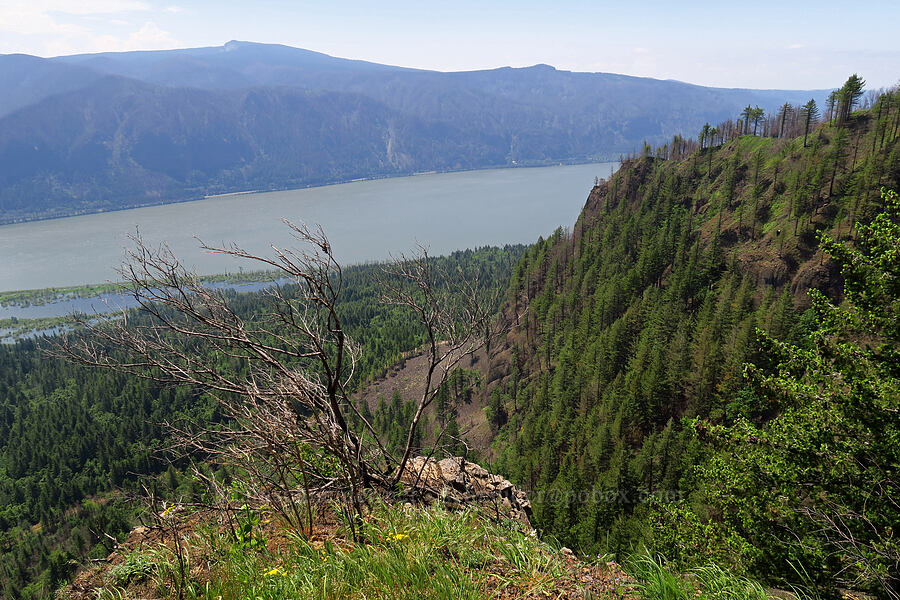 edge of Archer Mountain [Arrow Point, Gifford Pinchot National Forest, Skamania County, Washington]