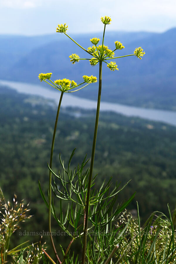nine-leaf desert parsley (Lomatium triternatum) [Arrow Point, Gifford Pinchot National Forest, Skamania County, Washington]