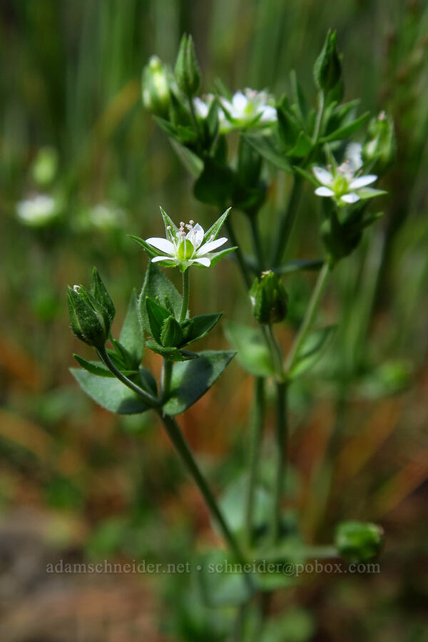 thyme-leaved sandwort (Arenaria serpyllifolia) [Arrow Point, Gifford Pinchot National Forest, Skamania County, Washington]