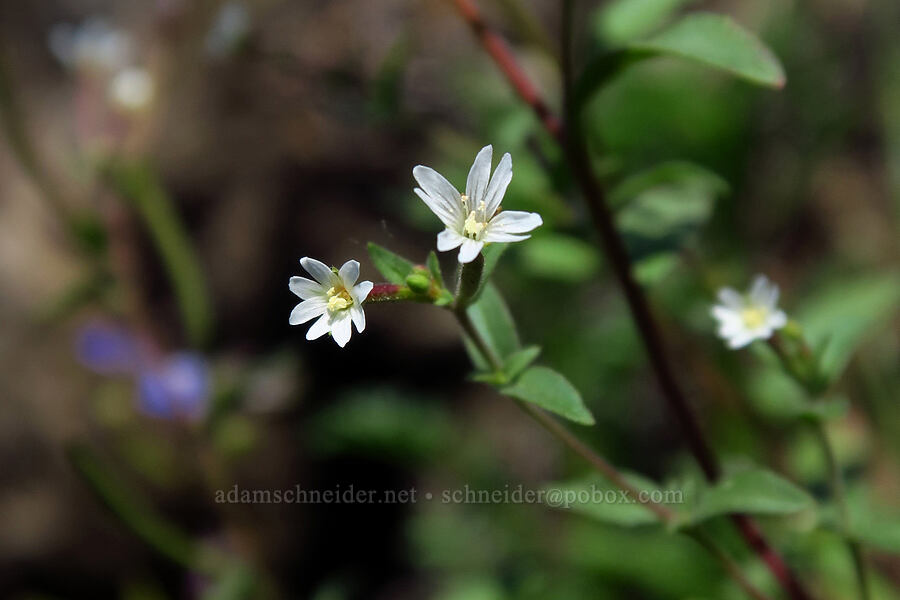 small-flowered willow-herb (Epilobium minutum) [Arrow Point, Gifford Pinchot National Forest, Skamania County, Washington]