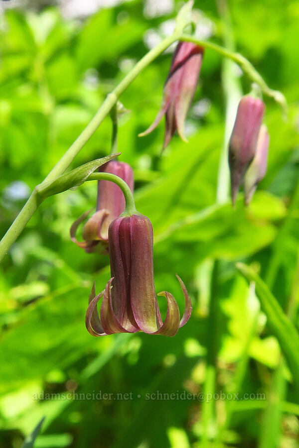 bronze bells (Anticlea occidentalis (Stenanthium occidentale)) [Archer Mountain, Gifford Pinchot National Forest, Skamania County, Washington]