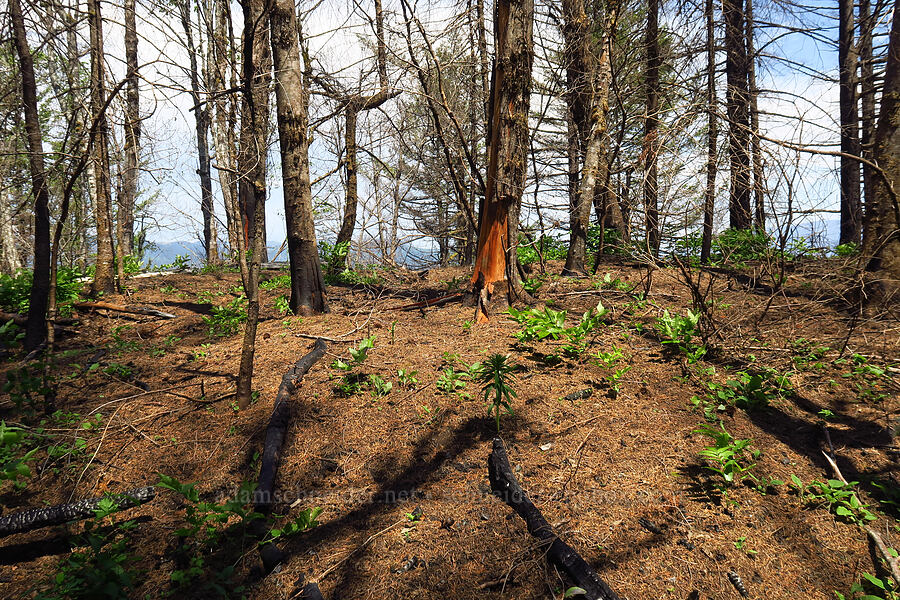 Archer Mountain's summit, burned [Archer Mountain, Gifford Pinchot National Forest, Skamania County, Washington]
