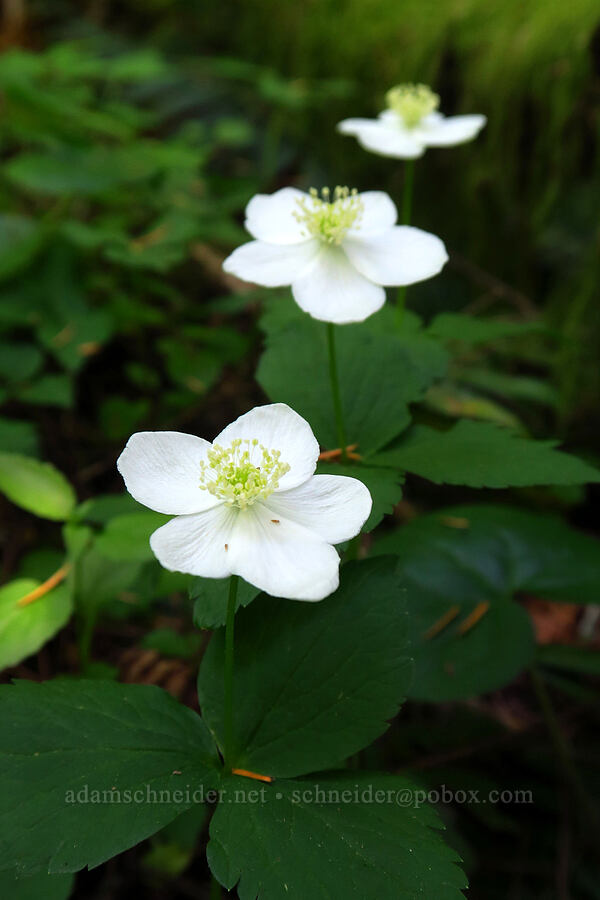 Columbia windflowers (Anemone deltoidea (Anemonastrum deltoideum)) [Archer Mountain, Gifford Pinchot National Forest, Skamania County, Washington]