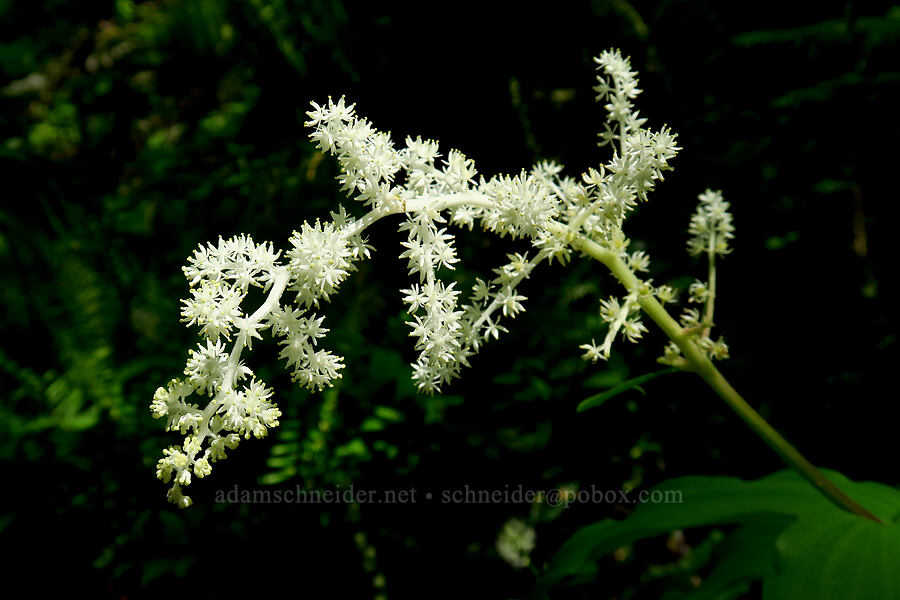 feathery false Solomon's-seal (Maianthemum racemosum ssp. amplexicaule (Smilacina racemosa)) [Archer Mountain, Columbia Falls Natural Area Preserve, Skamania County, Washington]