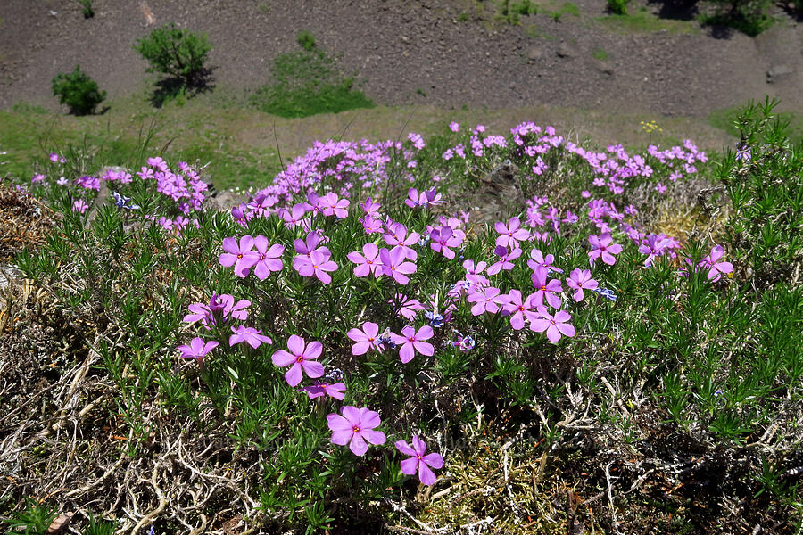 spreading phlox (Phlox diffusa) [Archer Mountain, Columbia Falls Natural Area Preserve, Skamania County, Washington]