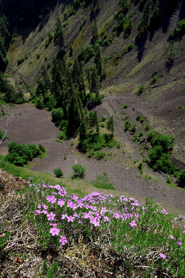 spreading phlox (Phlox diffusa) [Archer Mountain, Columbia Falls Natural Area Preserve, Skamania County, Washington]