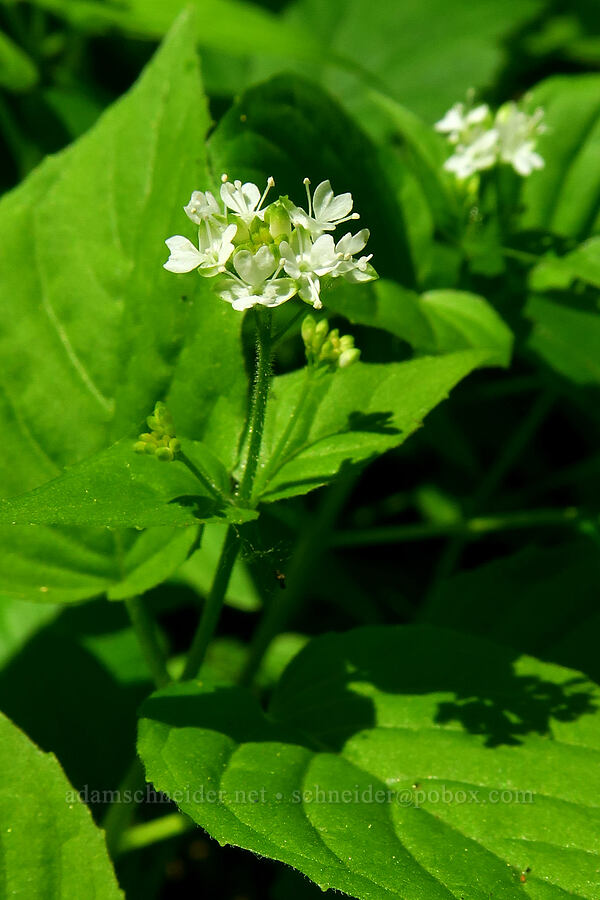 enchanter's nightshade (Circaea alpina ssp. pacifica) [Archer Mountain, Columbia Falls Natural Area Preserve, Skamania County, Washington]