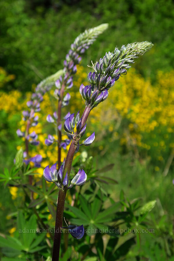 big-leaf lupines (Lupinus polyphyllus) [BPA powerline road, Yacolt Burn State Forest, Skamania County, Washington]