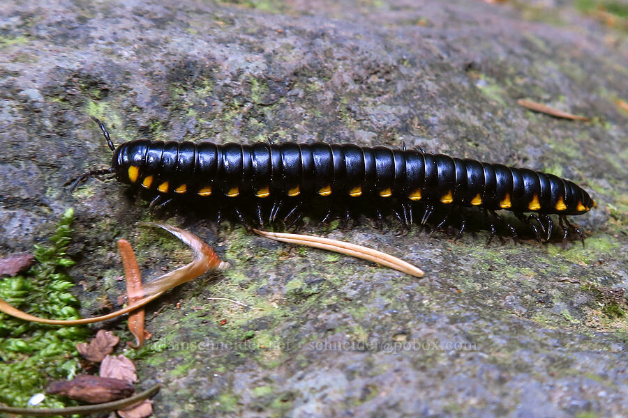 yellow-spotted millipede (Harpaphe haydeniana) [Nellie Corser Wildlife Area, Skamania County, Washington]