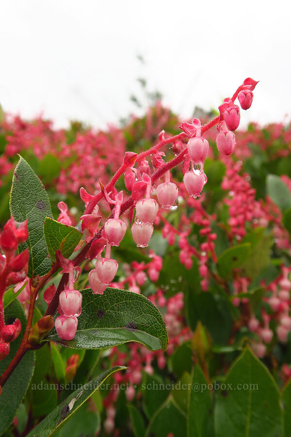 salal (Gaultheria shallon) [Angora Peak logging roads, Tillamook County, Oregon]