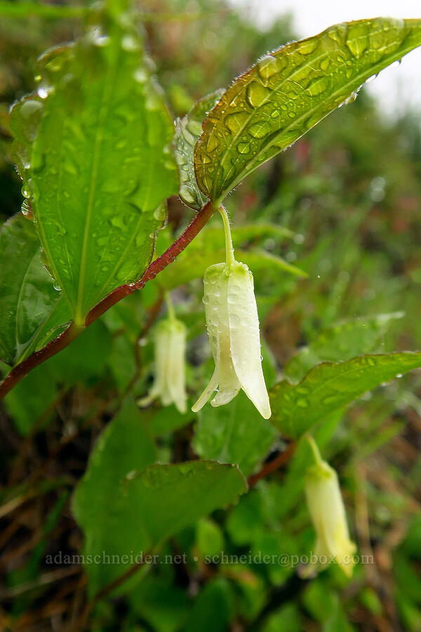Smith's fairy-bells (Prosartes smithii (Disporum smithii)) [Arch Cape Mill Road, Clatsop County, Oregon]