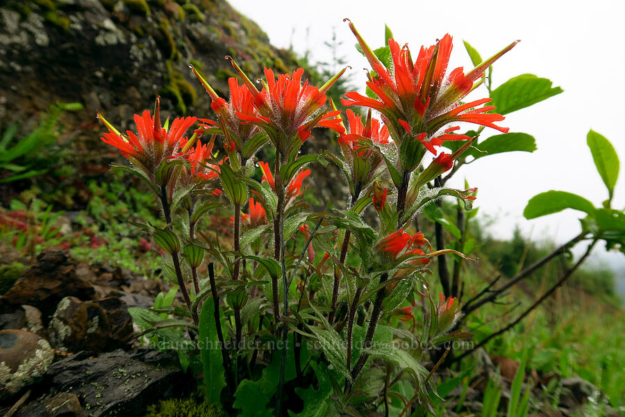 harsh paintbrush (Castilleja hispida) [Arch Cape Mill Road, Clatsop County, Oregon]