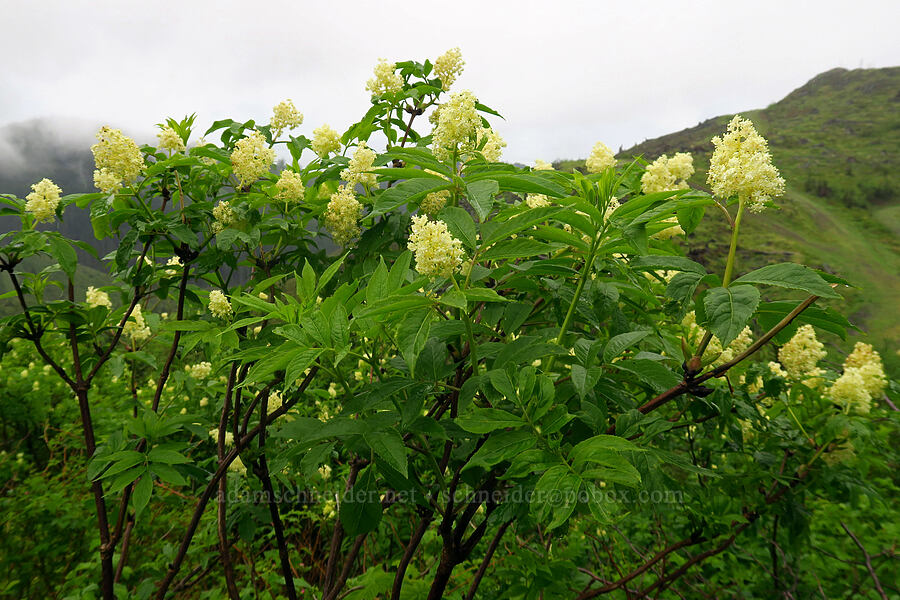 red elderberry flowers (Sambucus racemosa) [Arch Cape Mill Road, Clatsop County, Oregon]