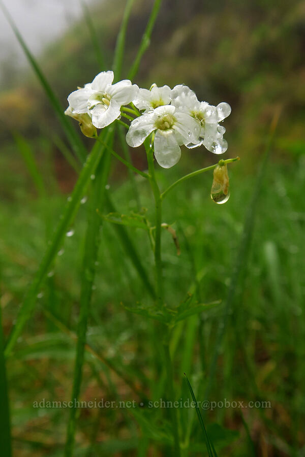 angled bitter-cress (Cardamine angulata) [Arch Cape Mill Road, Clatsop County, Oregon]