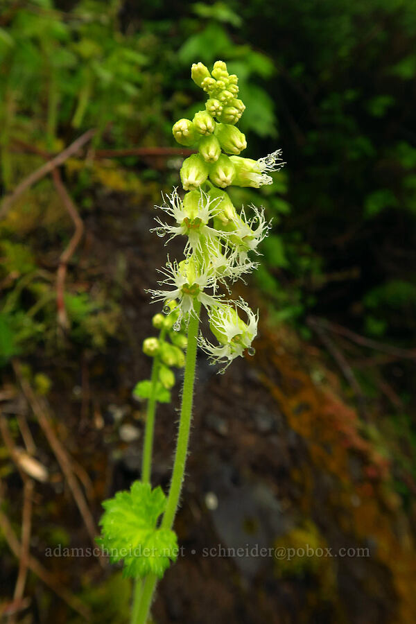 fringe-cups (Tellima grandiflora) [Arch Cape Mill Road, Clatsop County, Oregon]