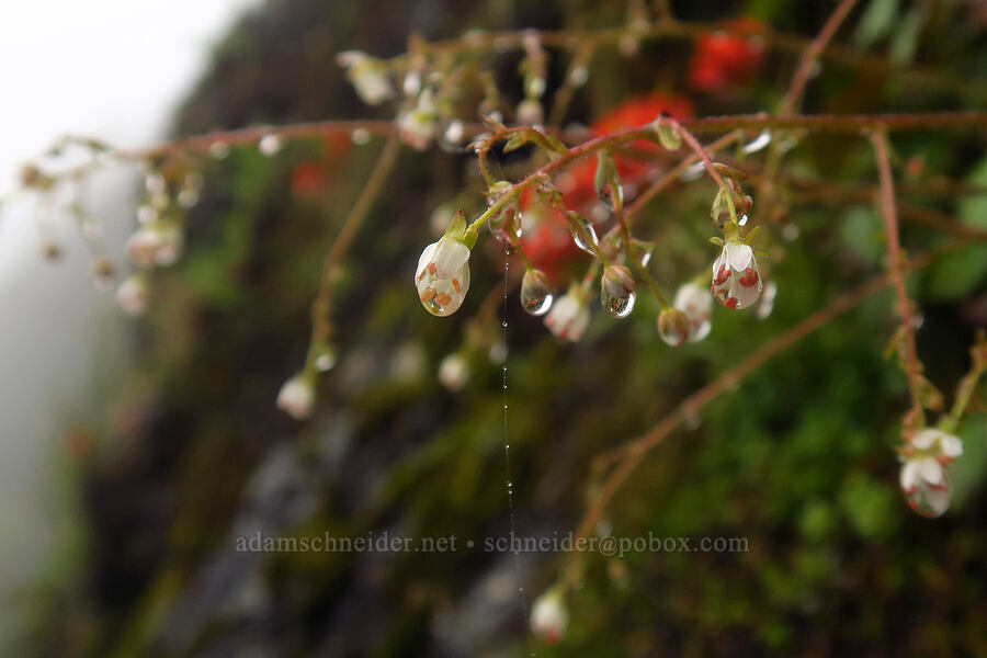 Mertens' saxifrage (Saxifraga mertensiana) [Arch Cape Mill Road, Clatsop County, Oregon]