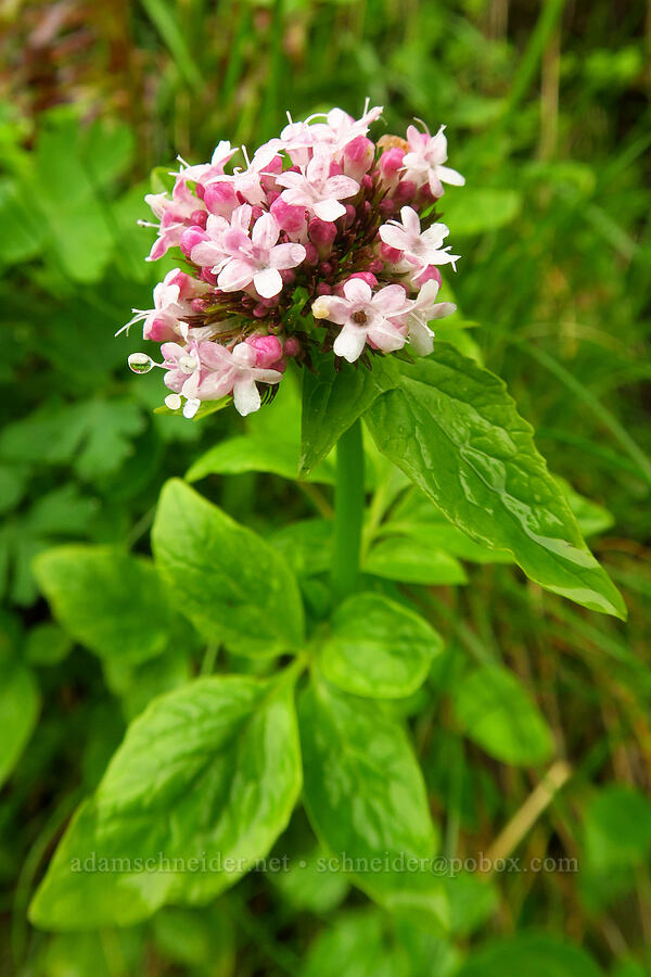 Scouler's valerian (Valeriana scouleri (Valeriana sitchensis ssp. scouleri)) [Arch Cape Mill Road, Clatsop County, Oregon]