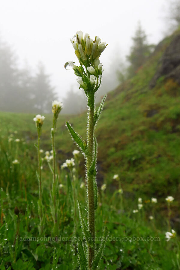 Eschscholtz's hairy rock-cress (Arabis eschscholtziana (Arabis hirsuta)) [Arch Cape Mill Road, Clatsop County, Oregon]