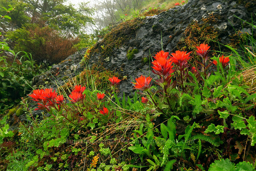 Chambers' paintbrush (Castilleja chambersii) [Arch Cape Mill Road, Clatsop County, Oregon]