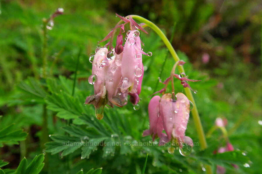 bleeding hearts (Dicentra formosa) [Arch Cape Mill Road, Clatsop County, Oregon]