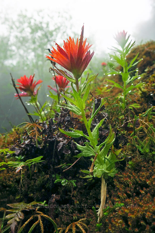 Chambers' paintbrush (Castilleja chambersii) [Arch Cape Mill Road, Clatsop County, Oregon]