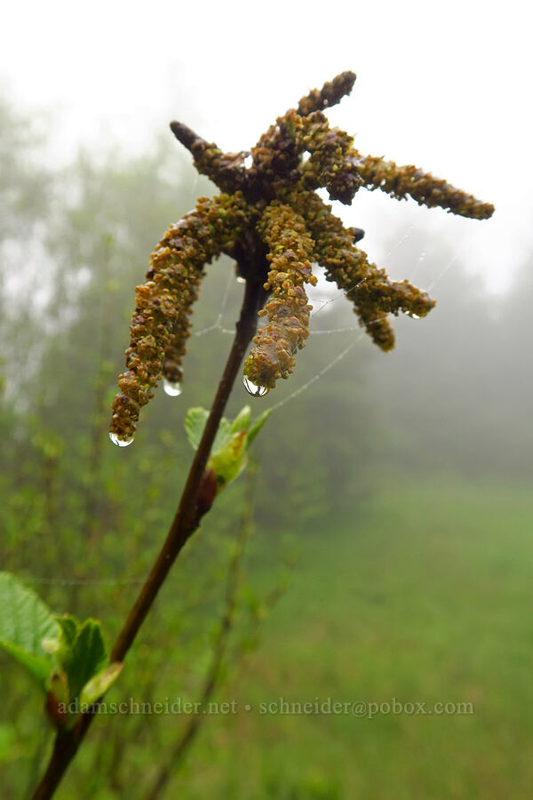 Sitka alder (green alder), male catkins (Alnus viridis ssp. sinuata) [Angora Peak Trail, Clatsop County, Oregon]