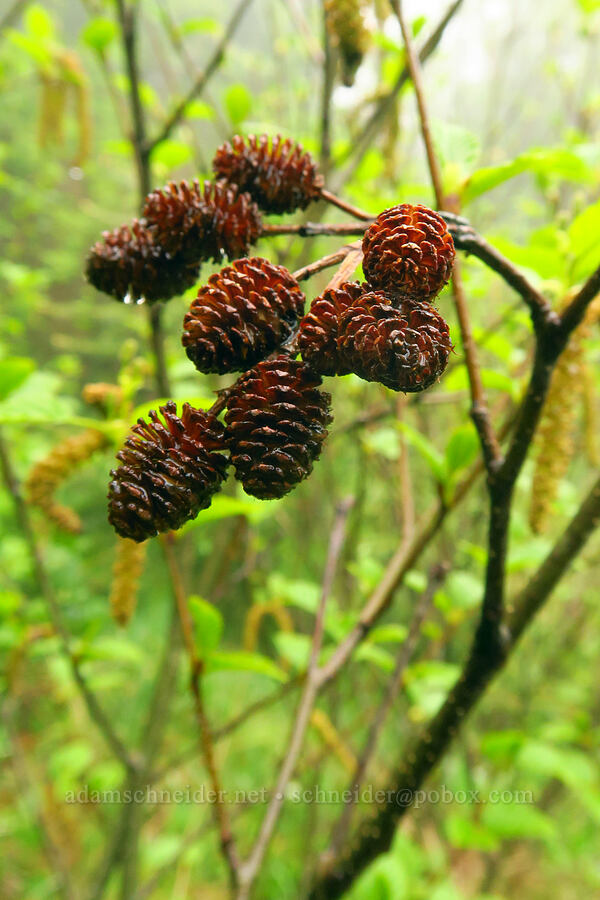 Sitka alder (green alder), female cones (Alnus viridis ssp. sinuata) [Angora Peak Trail, Clatsop County, Oregon]