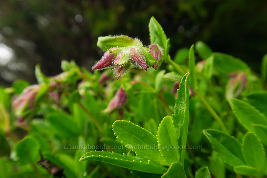Cardwell's penstemon, budding (Penstemon cardwellii) [Angora Peak Trail, Clatsop County, Oregon]