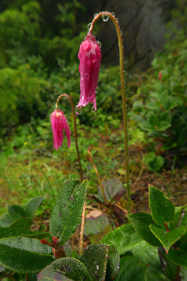 pink fawn lily (Erythronium revolutum) [Angora Peak, Clatsop County, Oregon]