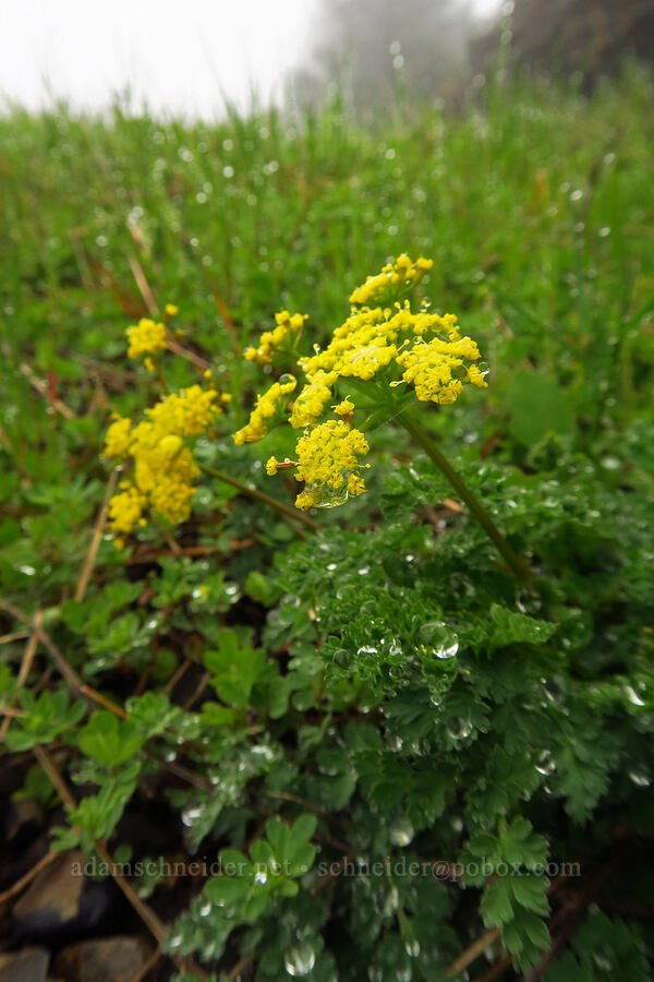 Coast Range desert parsley (Lomatium martindalei) [Angora Peak Trail, Clatsop County, Oregon]