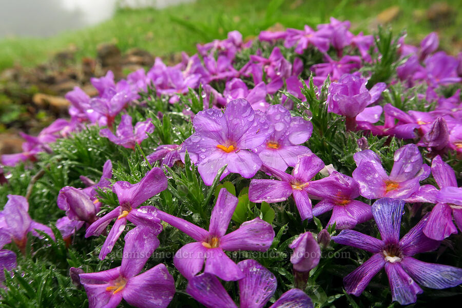 spreading phlox (Phlox diffusa) [Angora Peak Trail, Clatsop County, Oregon]