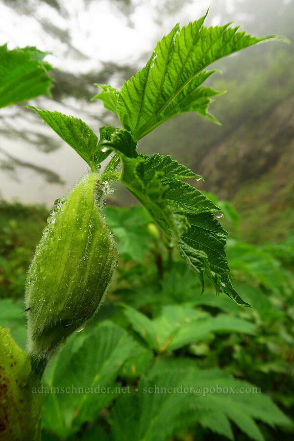 cow parsnip, just getting started (Heracleum maximum) [Angora Peak Trail, Clatsop County, Oregon]