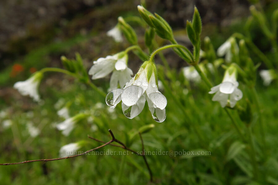 very wet chickweed (Cerastium arvense) [Angora Peak Trail, Clatsop County, Oregon]